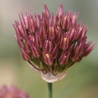 Allium dolichostylum Photo: A. Hoog